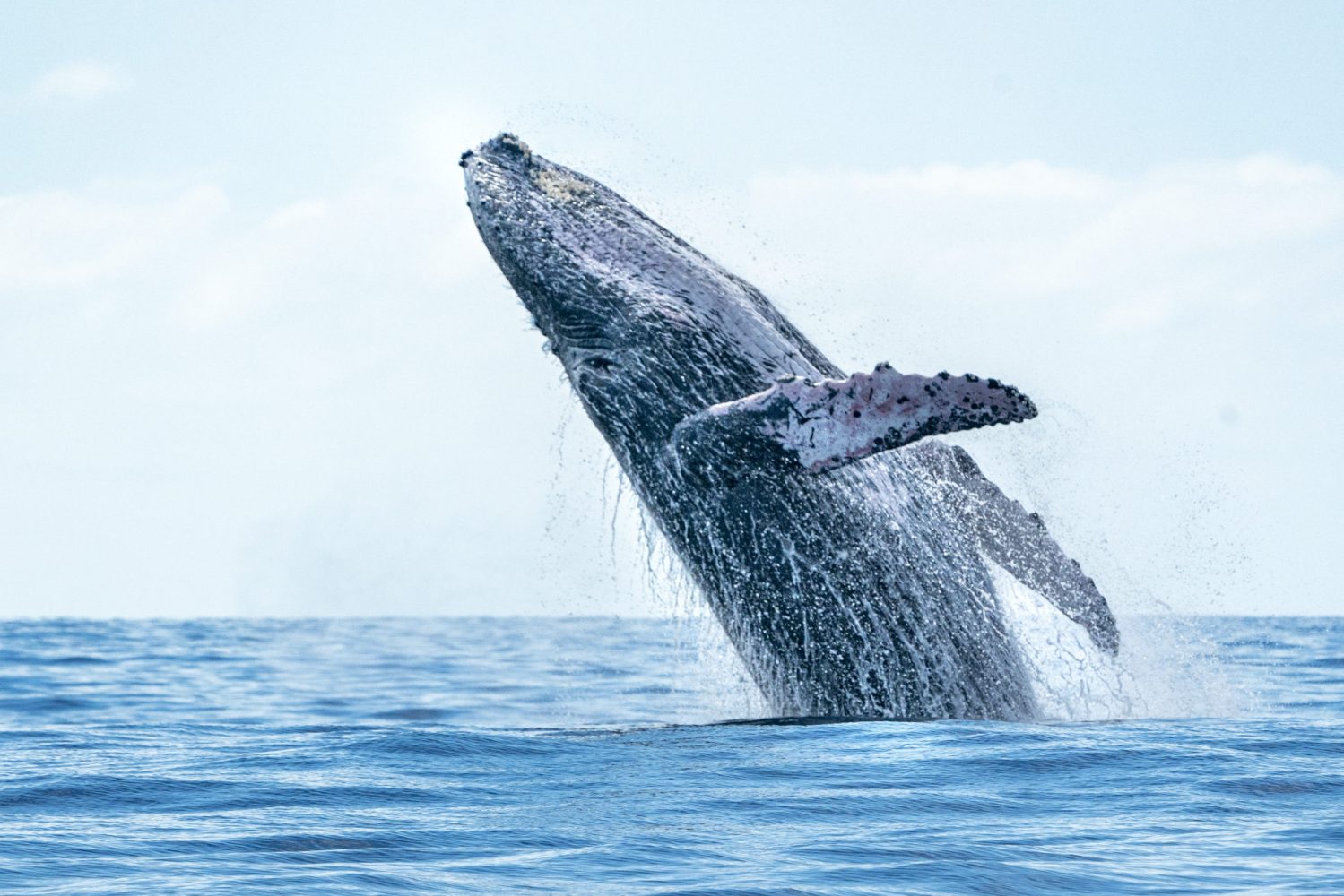 a humpback whale jumping out of the water near Lahaina