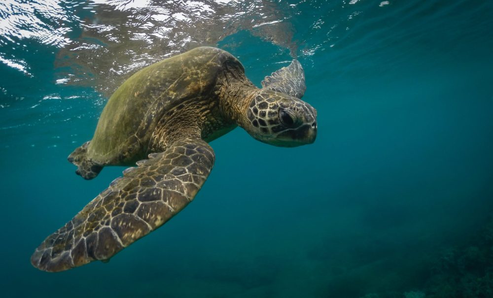 Close up of a Hawaiian Green Sea Turtle