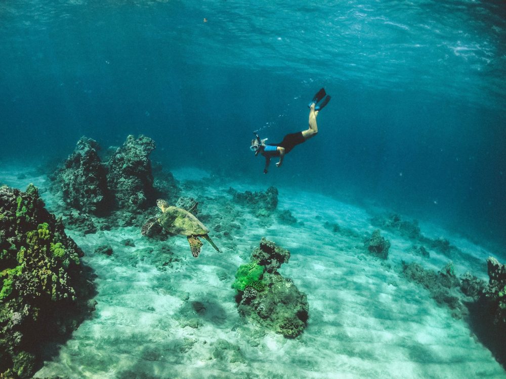 Snorkeler exploring Maui coral reefs with sea turtles