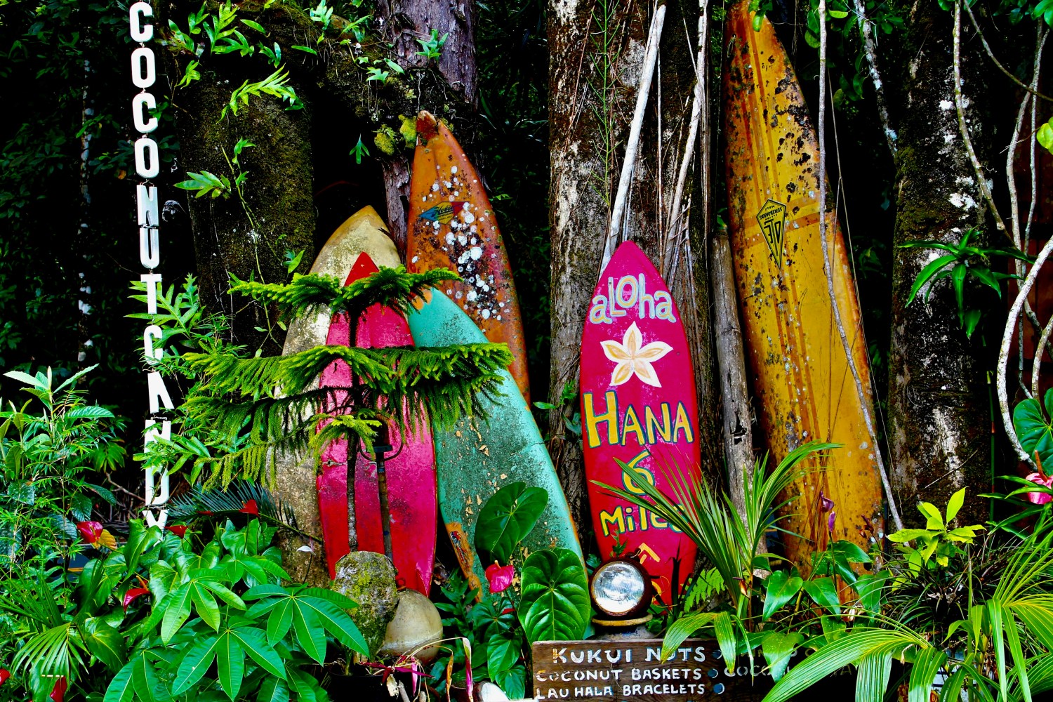 Colorful surfboards and lush greenery create a vibrant, tropical scene.
