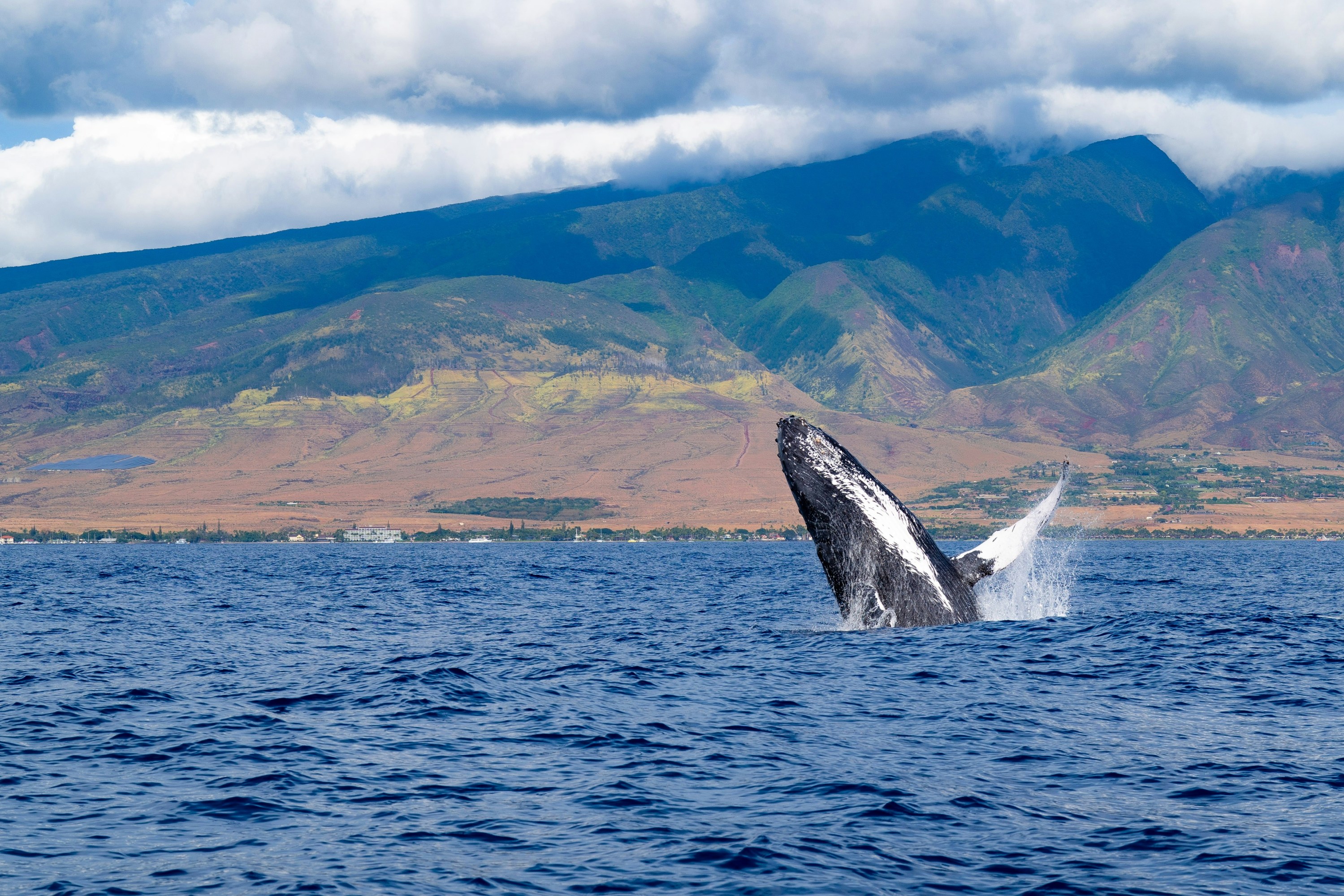 Whale breaches in ocean with mountainous coastline and cloudy sky in background.