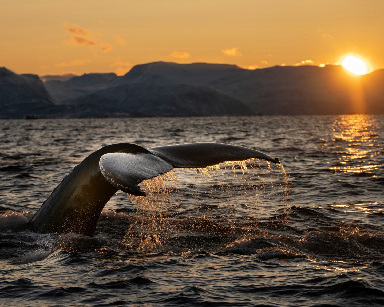 Whale tail above ocean surface at sunset with mountains in background.