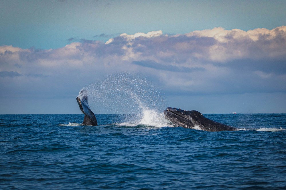 Two whales breaching the ocean surface under a cloudy sky.